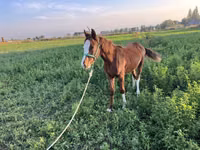 Кобила, Kyrgyz Horse — фото 3
