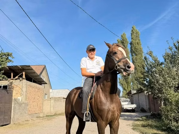 Horse (M), Horses — Kyrgyzstan