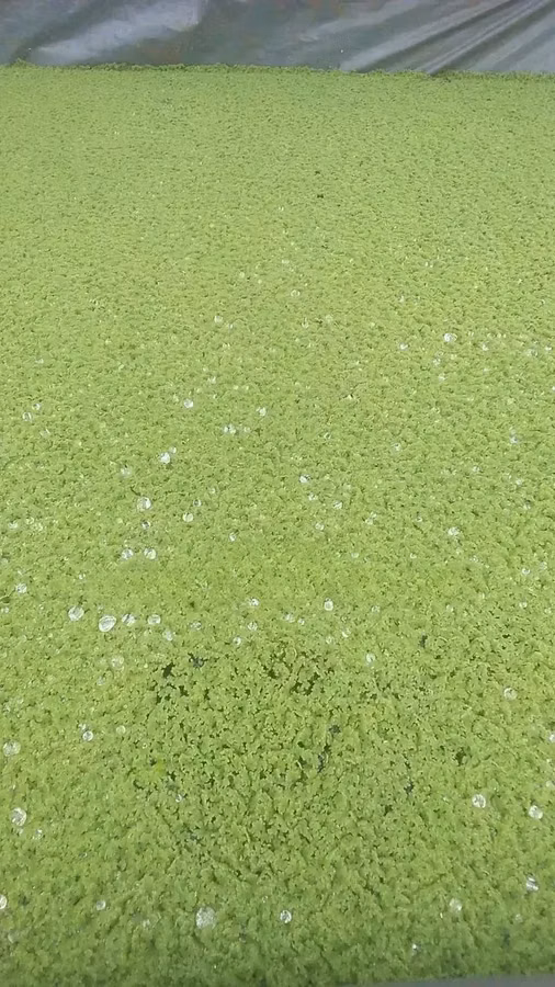 Azolla Seeds 1kg