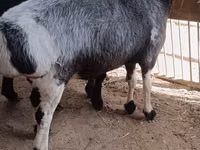 Ram, Hissar sheep — photo 2