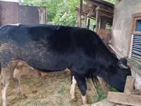 Bull, Cattle — photo 3