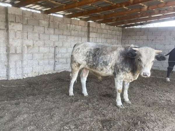 Bull, Belgian Blue — Kyrgyzstan