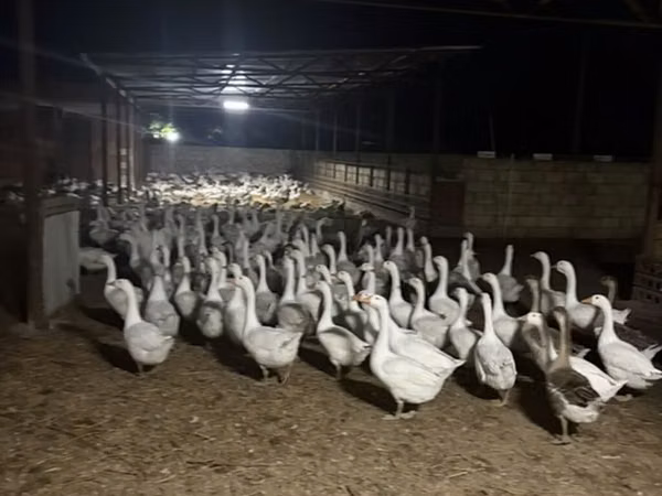 Geese — 阿塞拜疆