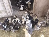 Ducks — عکس 4