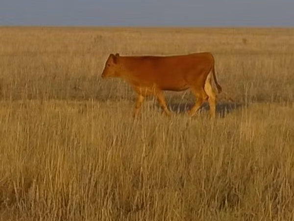 Bull, Swiss cattle — Kazakhstan
