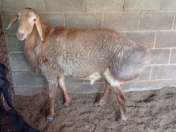 Sheep, Rhon sheep — Kyrgyzstan