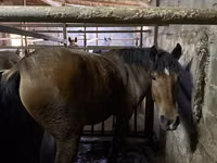 Mare, Horses — photo 1