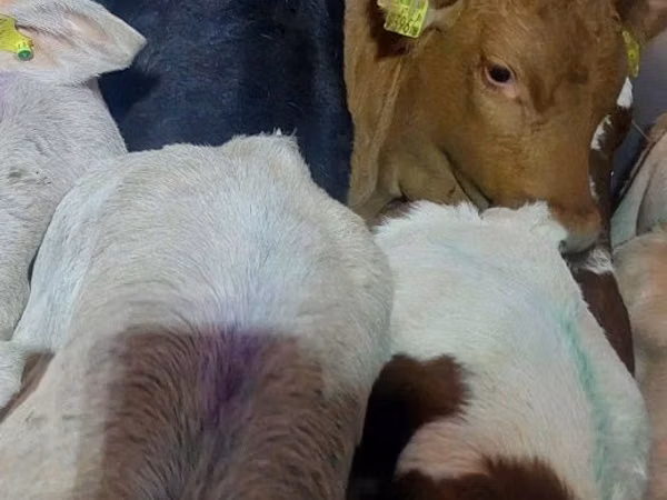 Bou, Simmental cattle