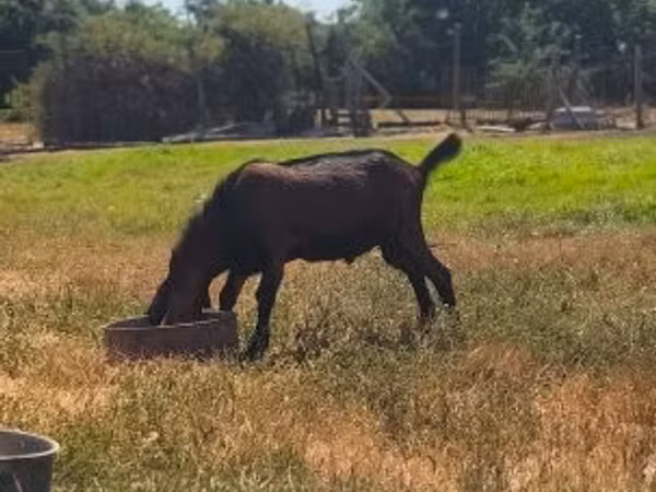 แพะตัวผู้, Nubian Goat