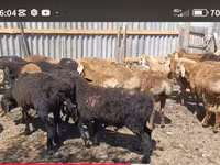 قوچ, Kazakh fat-tailed coarsewool sheep — عکس 4