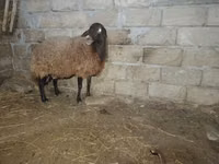 Ram, Sheep — photo 2