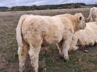 Bulle, Charolais cattle — Foto 4