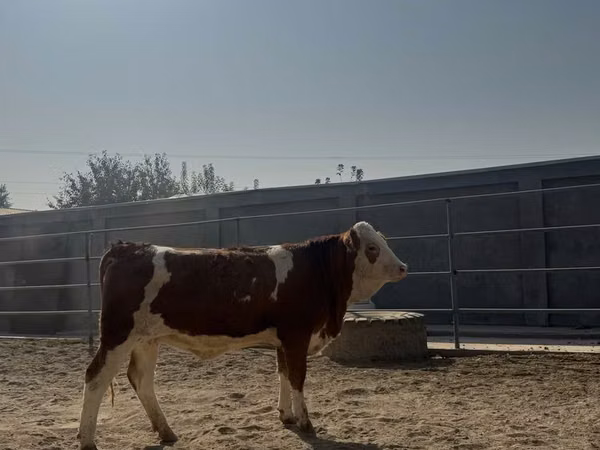 பசு, Simmental cattle