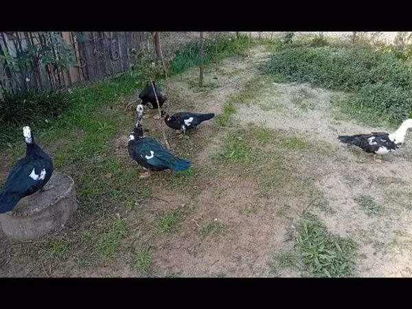 Ducks