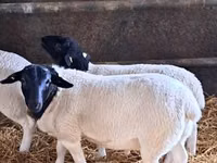 Ovan, Dorper sheep — fotografija 1