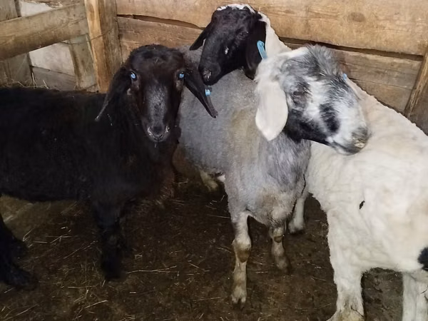 Ram, Sheep — Kazakhstan