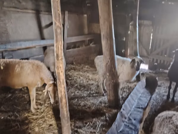 Sheep, Sheep — Kazakhstan