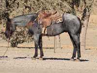 Koń, Quarter Horse — zdjęcie 3