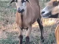 Ram, Cameroon sheep — photo 2