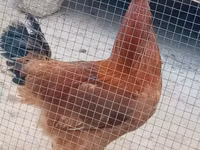 Chickens — foto 3