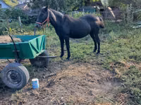 Kuda betina, Horses — foto 1