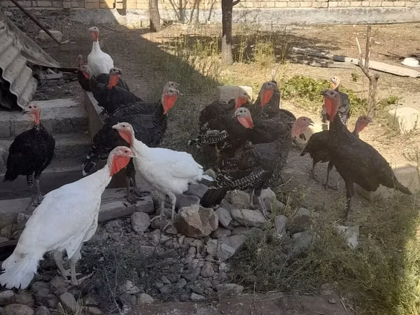 Broad Breasted White — Azerbaijan
