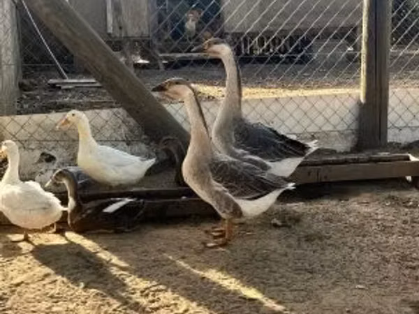 African — Węgry