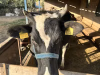 Cow, Holstein breed — photo 3
