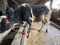 公牛, Russian Black pied cattle — 照片 4