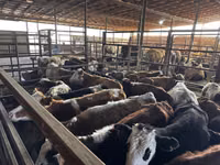 Toro, Swiss cattle — foto 3