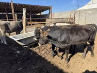 Bull, Cattle — photo 3