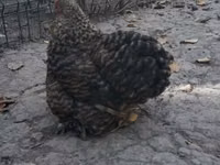 Japanese Bantam — photo 2