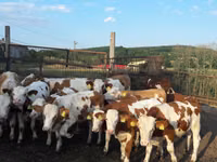 วัวตัวผู้, Simmental cattle — รูปภาพ 2