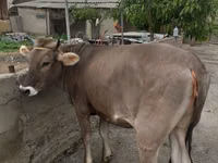 Krava, Swiss cattle — fotografija 1