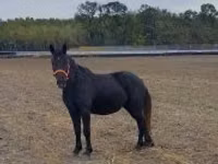 Kuda betina, Hungarian horse breed — foto 1