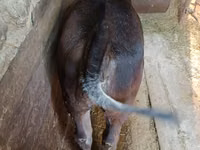 गाय, Swiss cattle — फ़ोटो 7