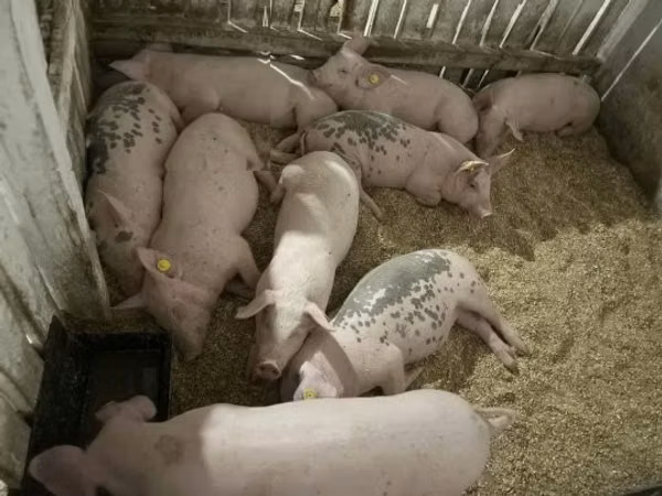 Sow, Pigs — Hungary