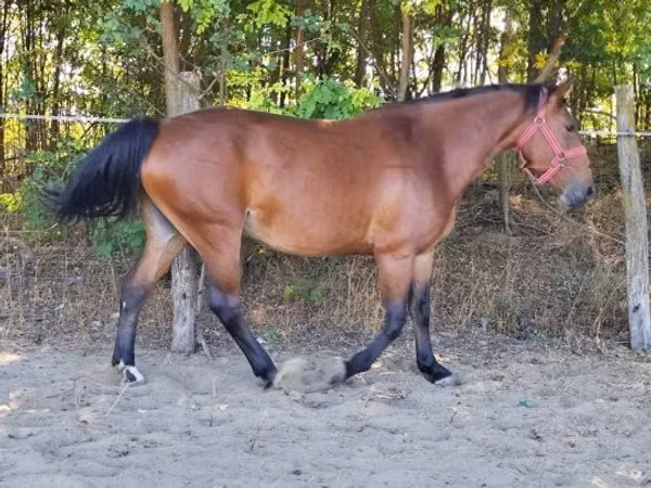 Kuda betina, Horses