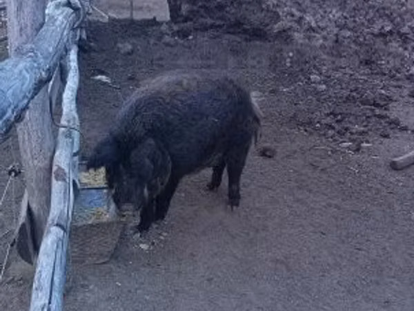 Boar,  — Hungary
