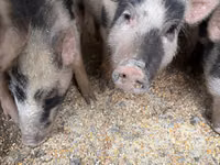 ወንድ አሣማ, Pigs — ፎቶ 3
