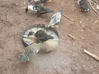 Ducks — foto 1