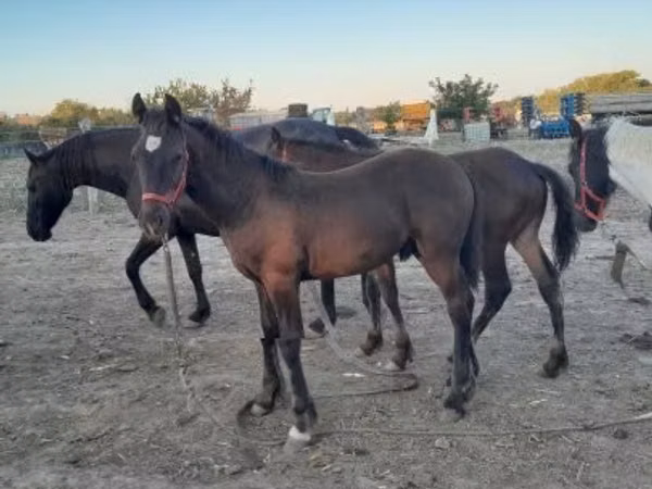 Horse (M), Friesian