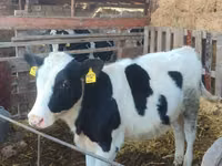 Bull, Holstein breed — photo 2