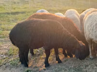 公羊, Sheep — 照片 2