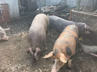 Boar, Pigs — photo 5