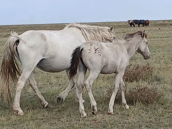 Kuda betina, Kazakh horse — Kazakhstan