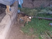 Vaca, Ganado vacuno — foto 1