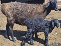 Sheep, Edilbay sheep — photo 1