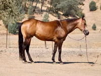 اسب نر, Quarter Horse — عکس 7