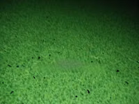 Azolla for Replanting - 2000 Ml — zdjęcie 4